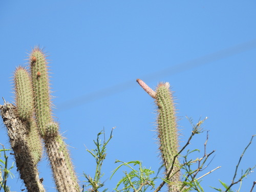Old man of the mountain (Cleistocactus buchtienii)