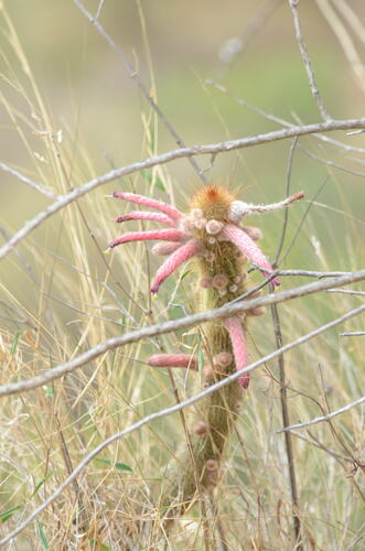 Old man of the mountain (Cleistocactus buchtienii)