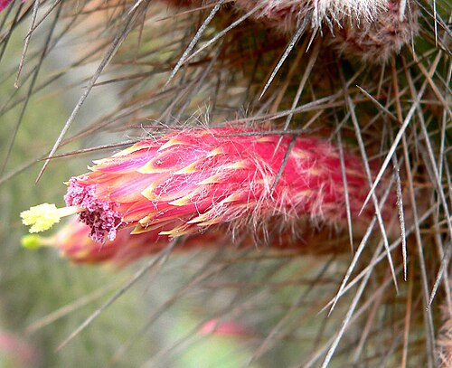 Old man of the mountain: Photo of Cleistocactus buchtienii at the University of California Botanical Garden