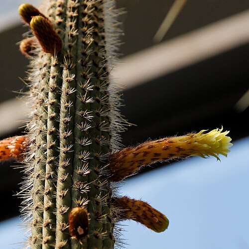 Old man of the mountain: Cleistocactus buchtienii