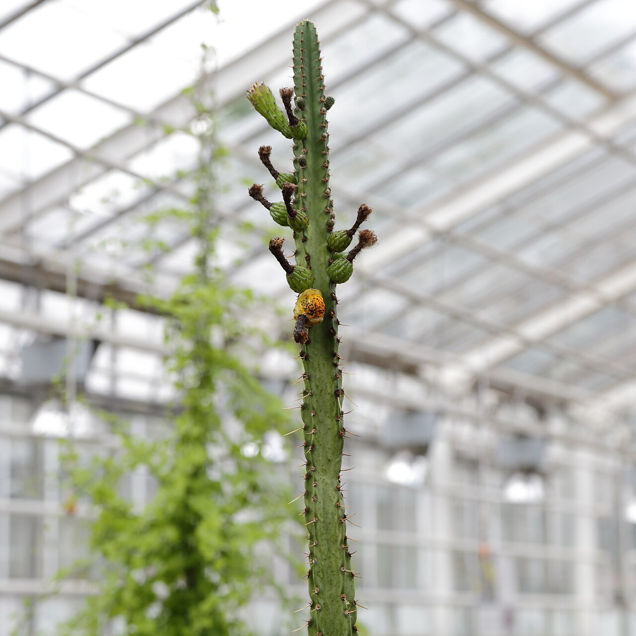 Cleistocactus corroanus: Samaipaticereus corroanus i Göteborgs botaniska trädgård.