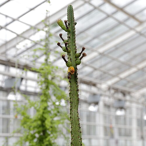 Cleistocactus corroanus: Samaipaticereus corroanus i Göteborgs botaniska trädgård.