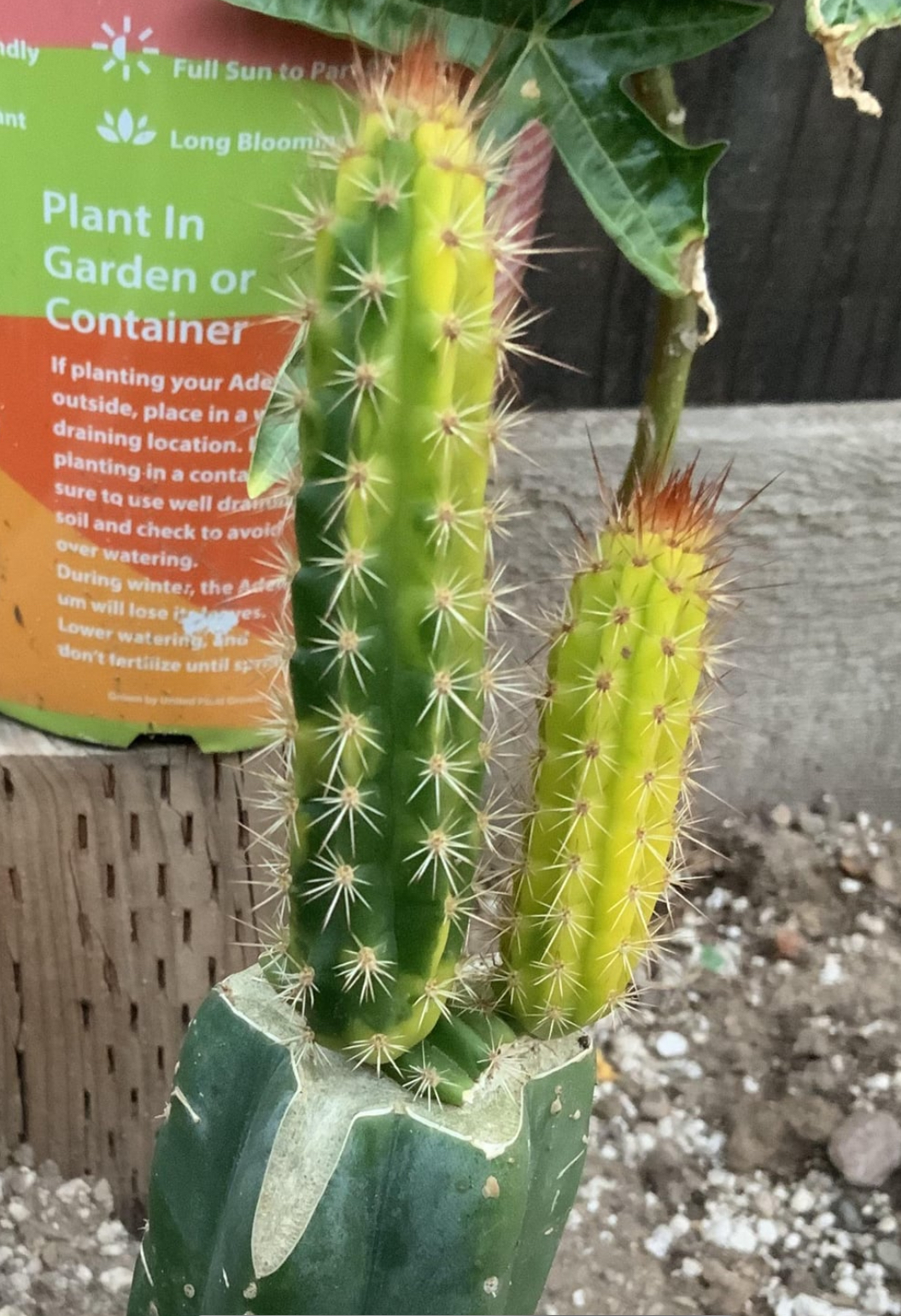 Cleistocactus corroanus: A variegated specimen of Samaipaticereus Corroanus