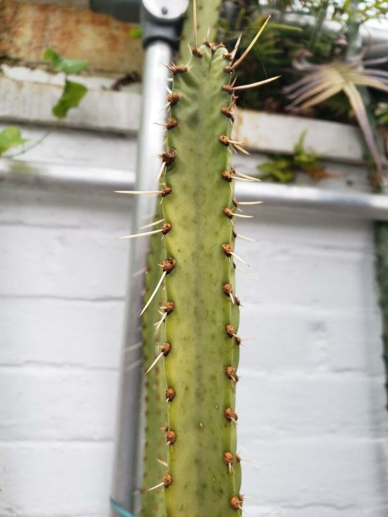 Cleistocactus corroanus: Samaipaticereus corroanus