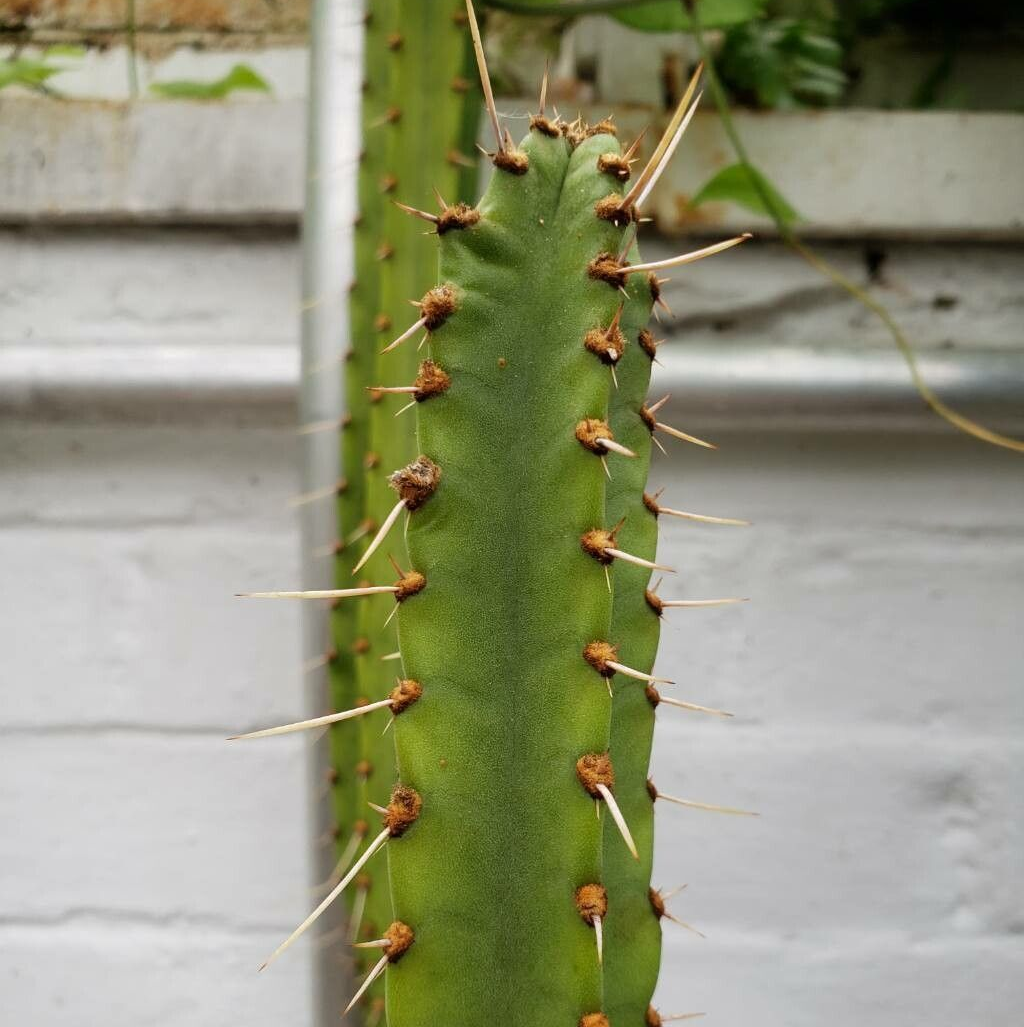 Cleistocactus corroanus: Samaipaticereus corroanus