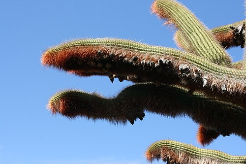 Cleistocactus guentheri: Espostoa guentheri grown in the Botanical Garden “Jardin de Cactus” in Guatiza, Teguise , Lanzarote, Canary Islands