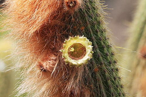 Cleistocactus guentheri: Espostoa guentheri in the Jardin de Cactus in Guatiza on Lanzarote, The Canary Islands, Spain