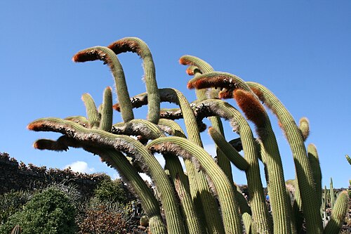 Cleistocactus guentheri: Espostoa guentheri grown in the Botanical Garden “Jardin de Cactus” in Guatiza, Teguise , Lanzarote, Canary Islands