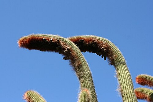 Cleistocactus guentheri: Espostoa guentheri grown in the Botanical Garden “Jardin de Cactus” in Guatiza, Teguise , Lanzarote, Canary Islands