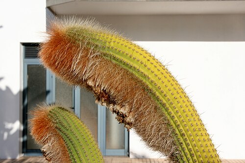 Cleistocactus guentheri: Espostoa guentheri grown at Hotel Rubimar, Calle de la Cocinilla 2-4 in Playa Blanca, Yaiza , Lanzarote, Canary Islands