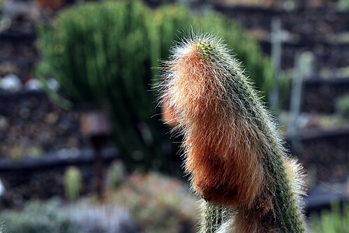 Cleistocactus guentheri: Espostoa guentheri in the Jardin de Cactus in Guatiza on Lanzarote, The Canary Islands, Spain
