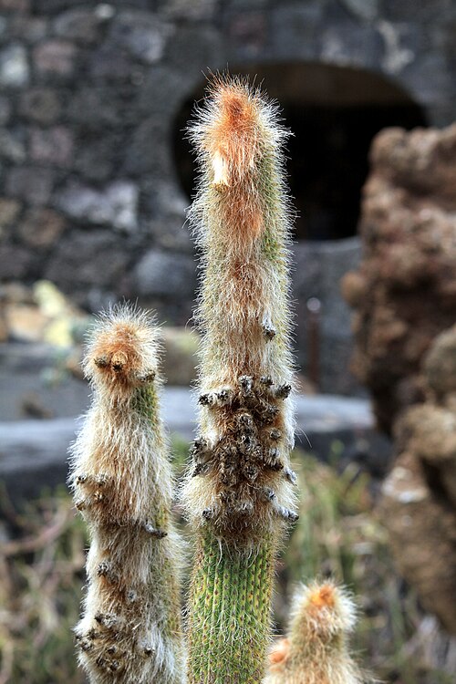 Cleistocactus guentheri: Espostoa guentheri in the Jardin de Cactus in Guatiza on Lanzarote, The Canary Islands, Spain