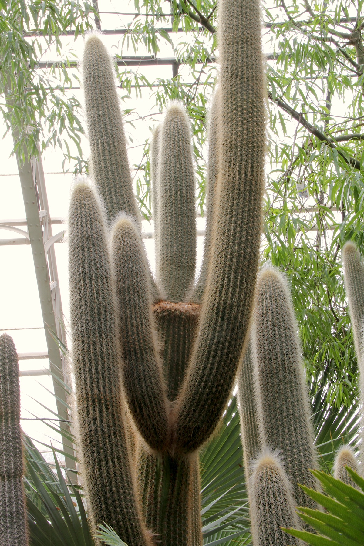Cleistocactus guentheri: Espostoa guentheri