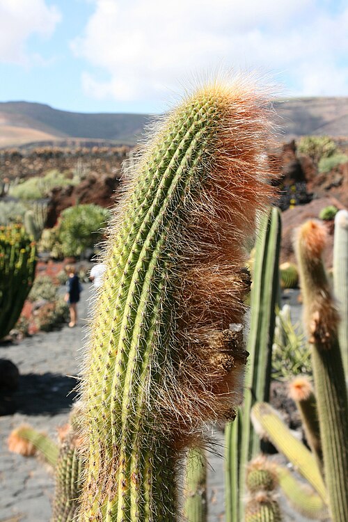 Cleistocactus guentheri: Espostoa guentheri grown in the Botanical Garden “Jardin de Cactus” in Guatiza, Teguise , Lanzarote, Canary Islands