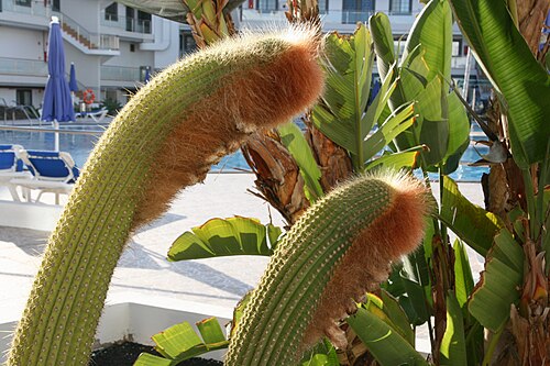 Cleistocactus guentheri: Espostoa guentheri grown at Hotel Rubimar, Calle de la Cocinilla 2-4 in Playa Blanca, Yaiza , Lanzarote, Canary Islands