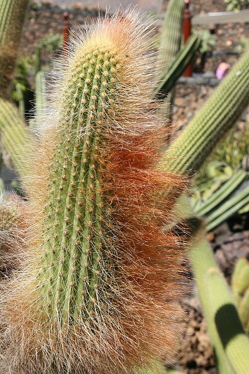 Cleistocactus guentheri: Espostoa guentheri grown in the Botanical Garden “Jardin de Cactus” in Guatiza, Teguise , Lanzarote, Canary Islands