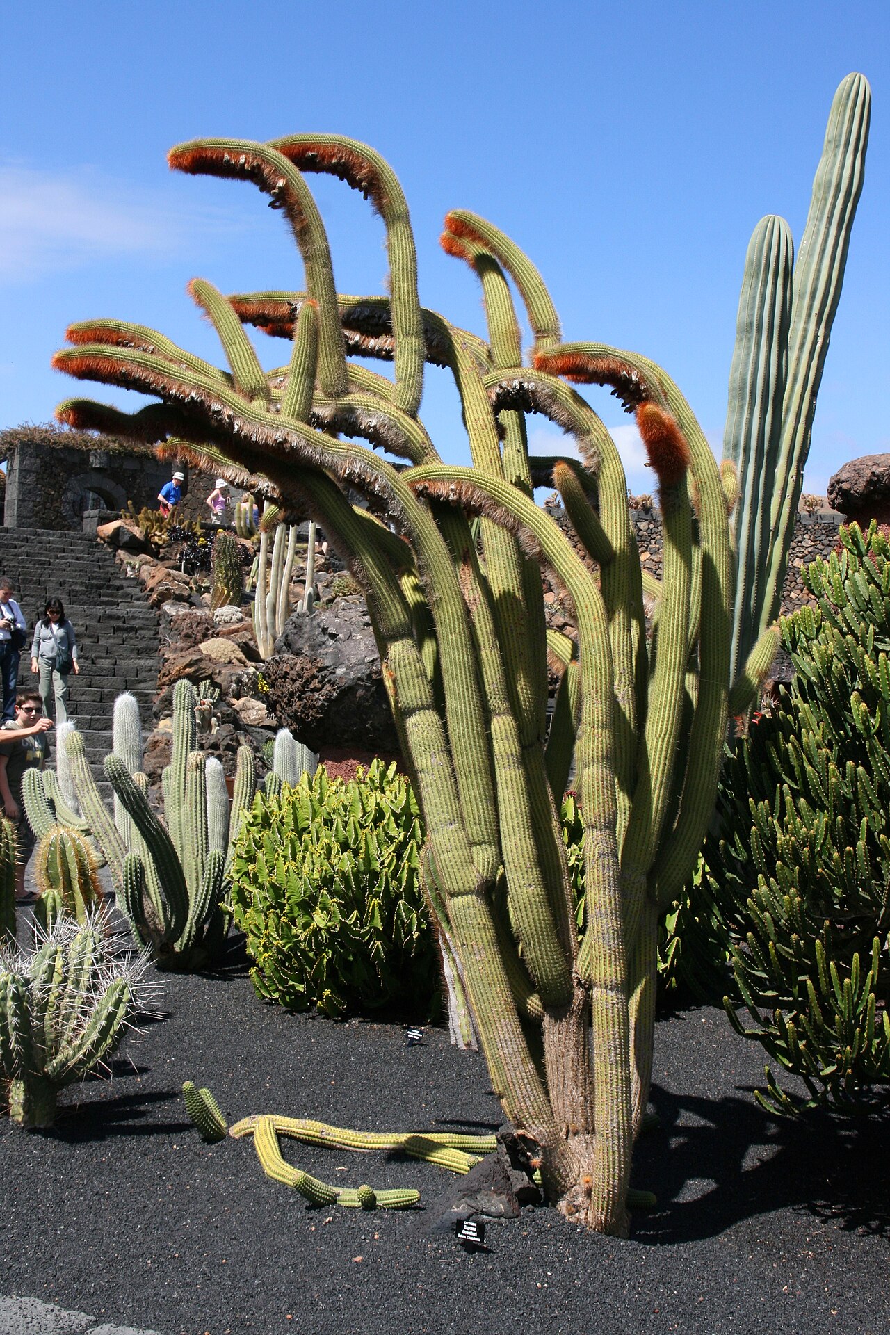 Cleistocactus guentheri: Espostoa guentheri grown in the Botanical Garden “Jardin de Cactus” in Guatiza, Teguise , Lanzarote, Canary Islands
