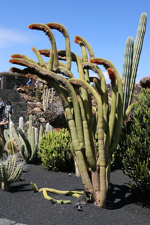 Cleistocactus guentheri: Espostoa guentheri grown in the Botanical Garden “Jardin de Cactus” in Guatiza, Teguise , Lanzarote, Canary Islands