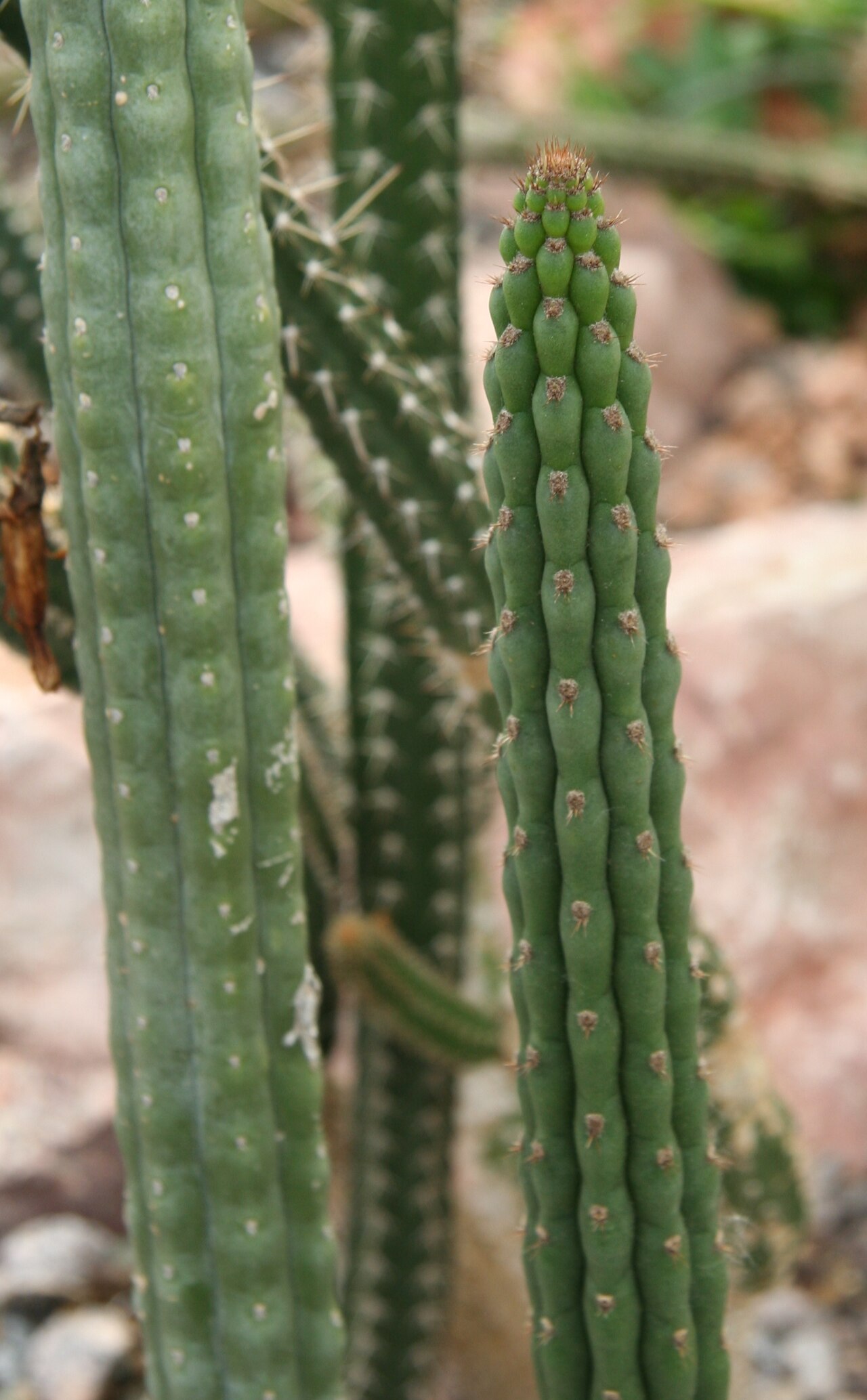 Cleistocactus inquisivensis: Yungasocereus inquisivensis in der Sukkulenten-Sammlung Zürich