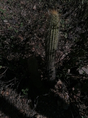 Cleistocactus luribayensis (Cleistocactus luribayensis)