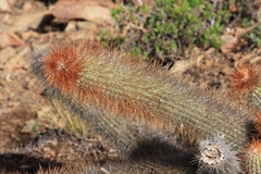 Cleistocactus orthogonus (Cleistocactus orthogonus)