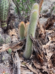 Cleistocactus orthogonus (Cleistocactus orthogonus)