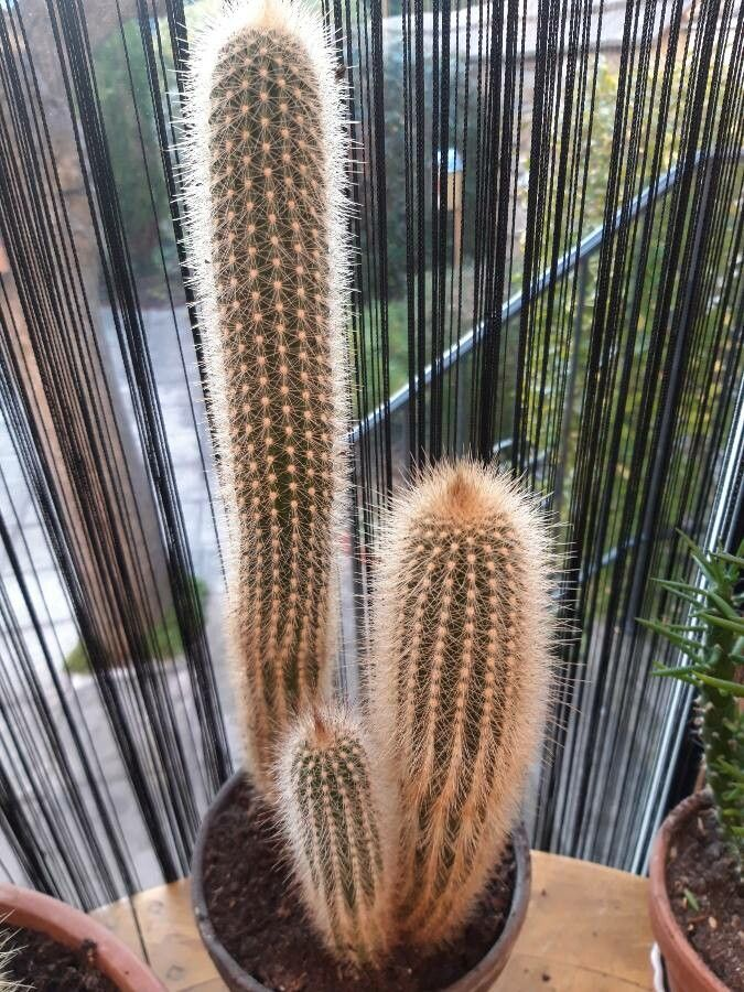 Cleistocactus orthogonus: Planta en maceta