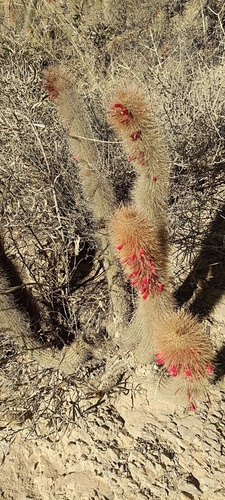 Cleistocactus orthogonus (Cleistocactus orthogonus)