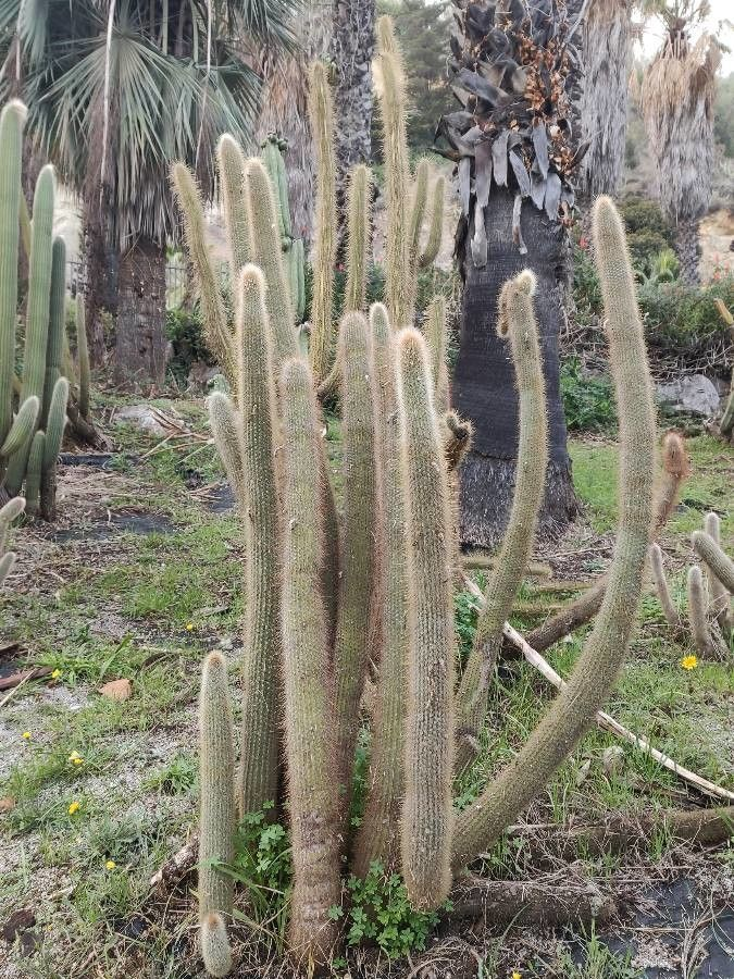 Cleistocactus orthogonus: Apariencia de la planta