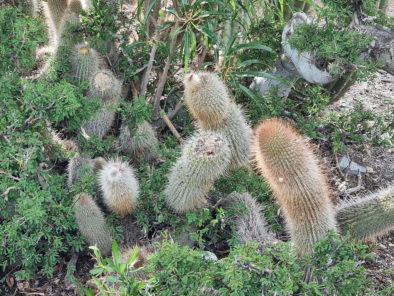 Cleistocactus orthogonus: Cleistocactus orthogonus in Bolivia