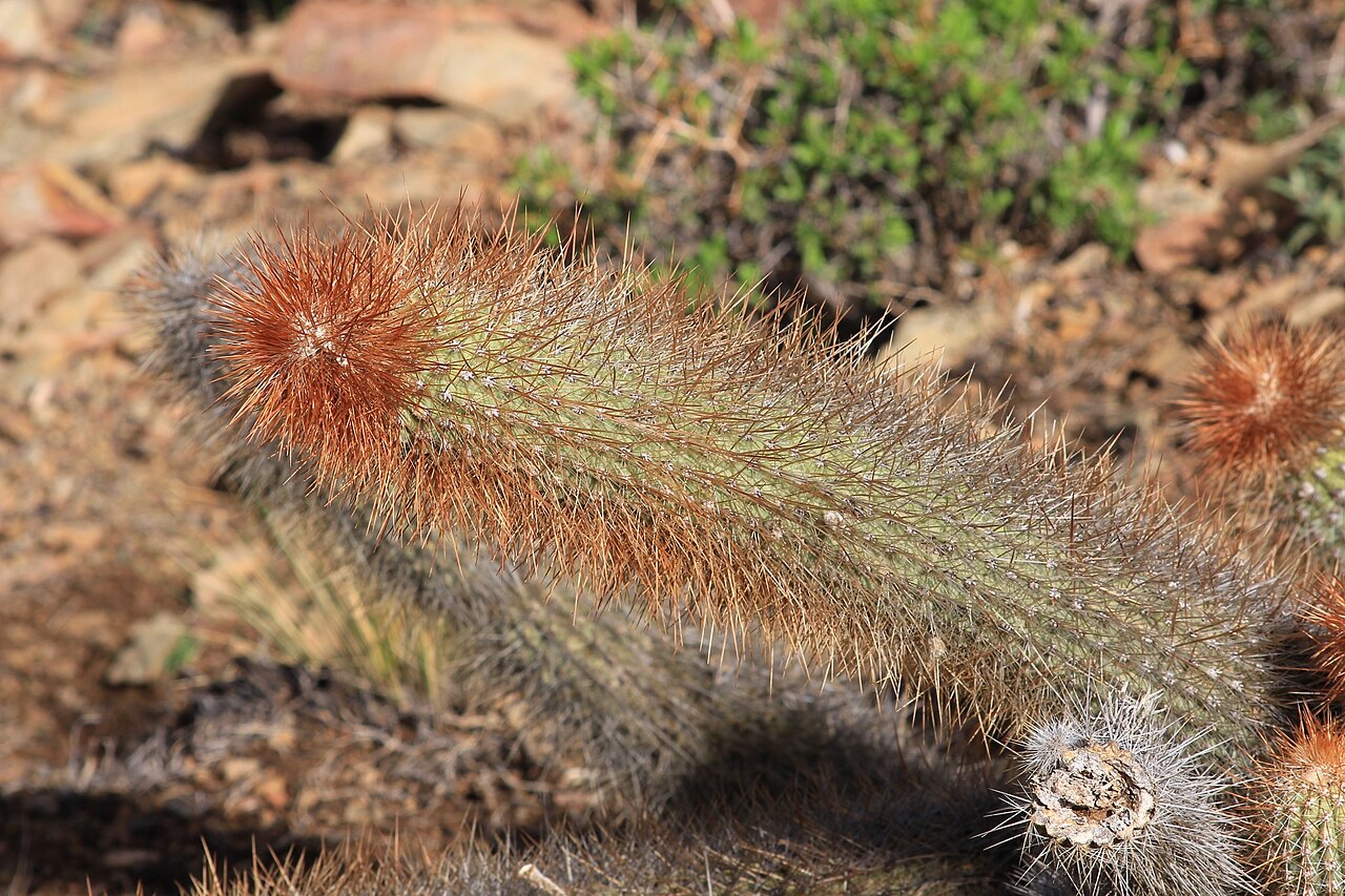 Cleistocactus orthogonus: Cleistocactus orthogonus in Bolivia