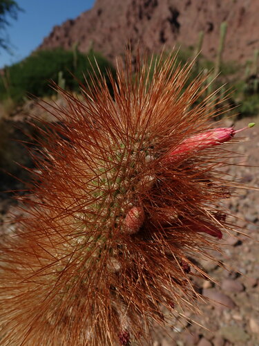 Cleistocactus orthogonus (Cleistocactus orthogonus)