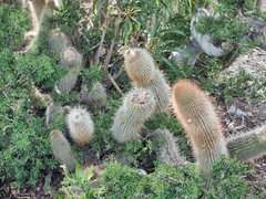 Cleistocactus orthogonus (Cleistocactus orthogonus)