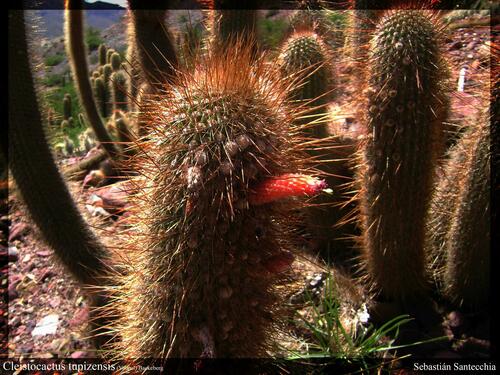 Cleistocactus orthogonus (Cleistocactus orthogonus)