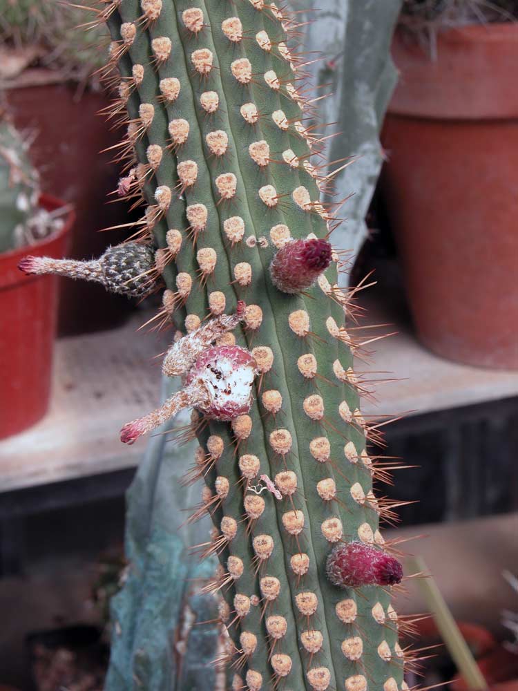 Cleistocactus reae: Cleistocactus reae