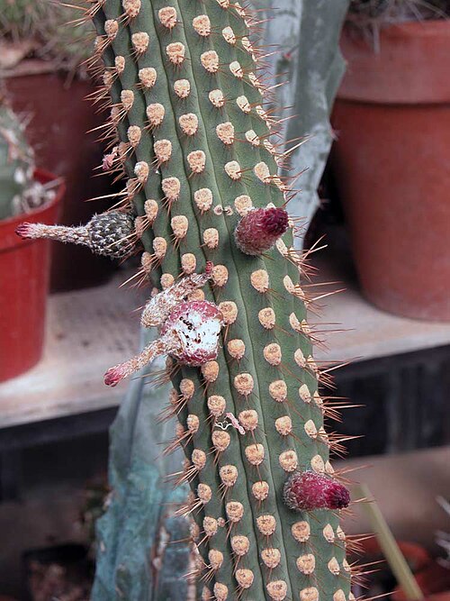 Cleistocactus reae: Cleistocactus reae