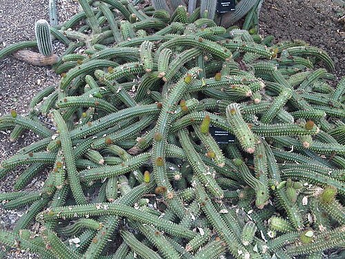 Cleistocactus samaipatanus: Cleistocactus samaipatanus at Kew Gardens, England.