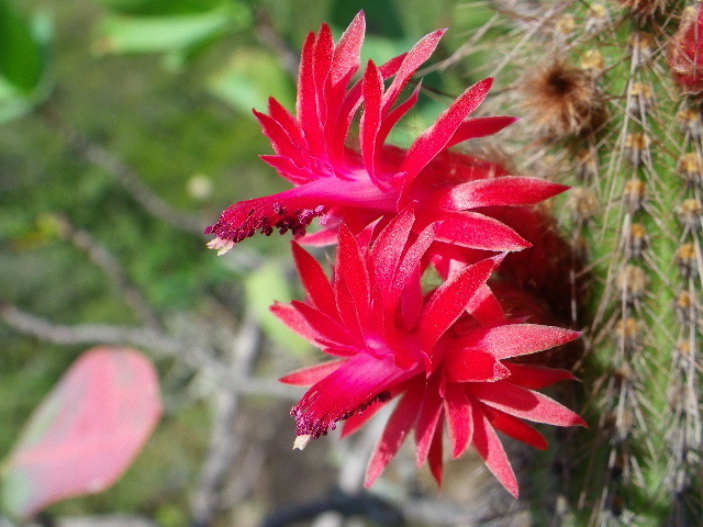 Cleistocactus samaipatanus (Cleistocactus samaipatanus)