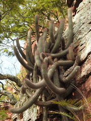 Cleistocactus samaipatanus (Cleistocactus samaipatanus)