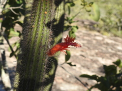 Cleistocactus samaipatanus (Cleistocactus samaipatanus)