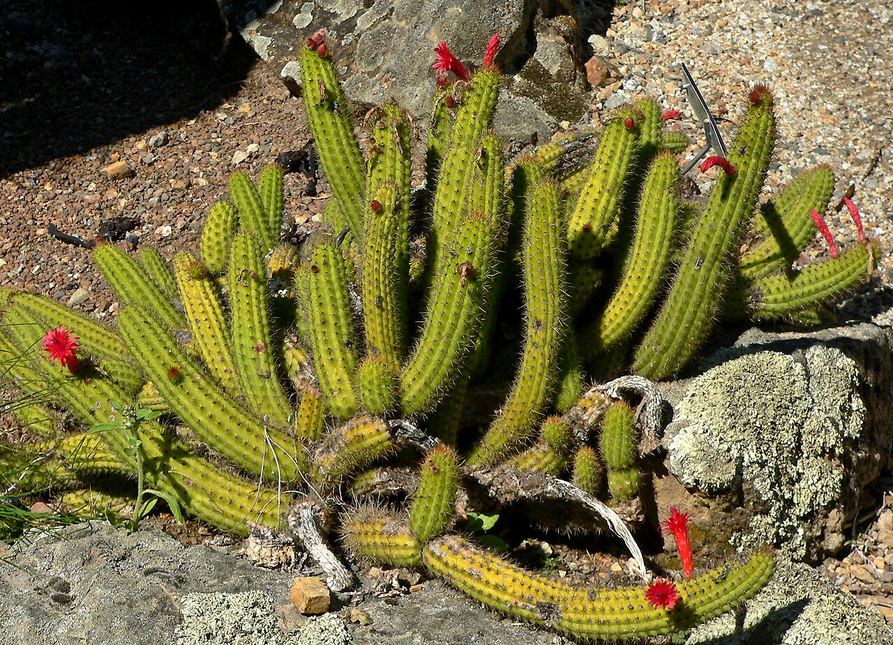 Cleistocactus samaipatanus: Cleistocactus samaipatanus at the University of California Botanical Garden , Berkeley, California