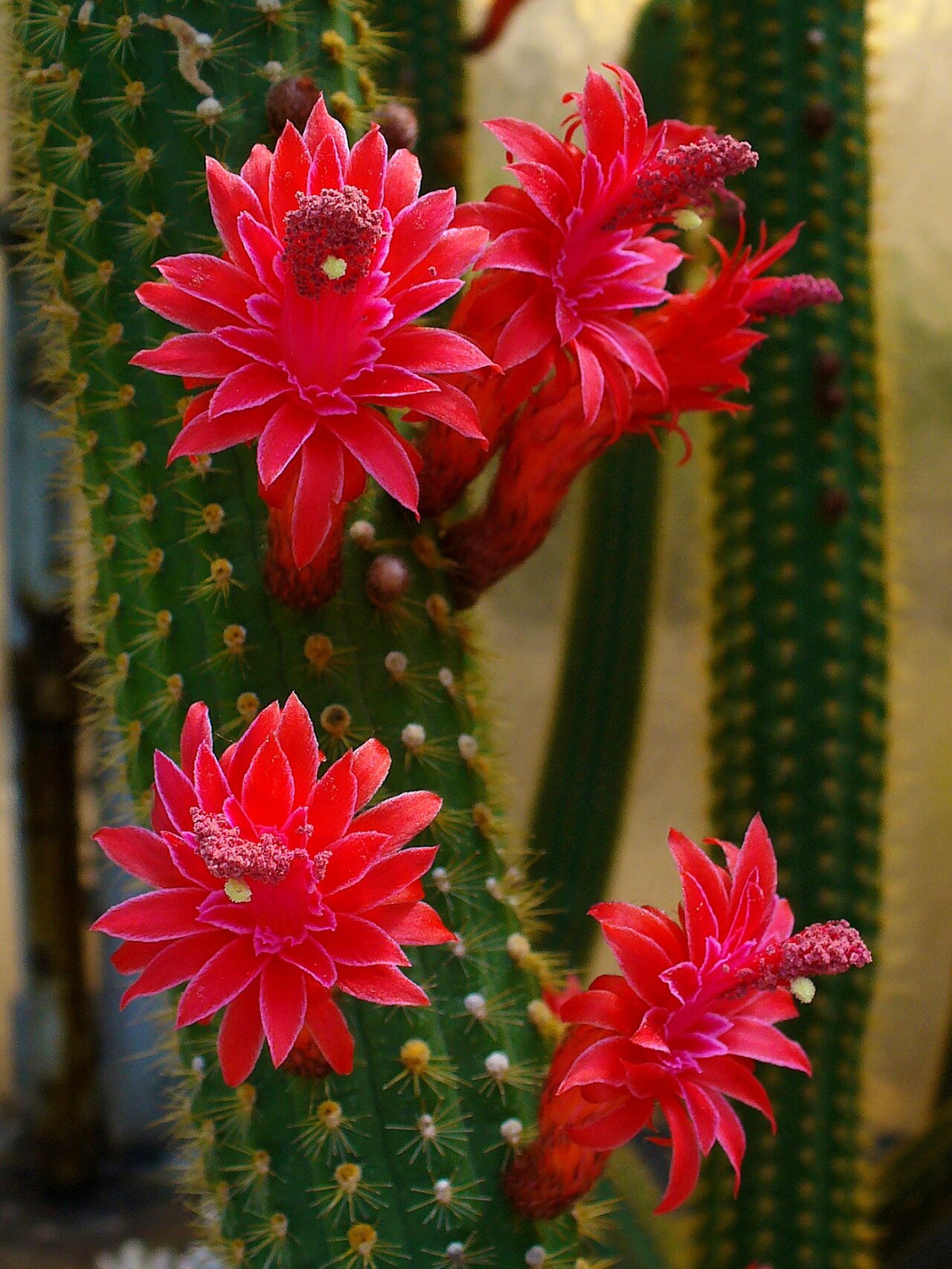 Cleistocactus samaipatanus: Cleistocactus samaipatanus , Cactaceae, flowers; Botanical Garden KIT, Karlsruhe, Germany.