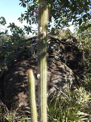 Cleistocactus samaipatanus (Cleistocactus samaipatanus)