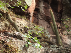 Cleistocactus samaipatanus (Cleistocactus samaipatanus)