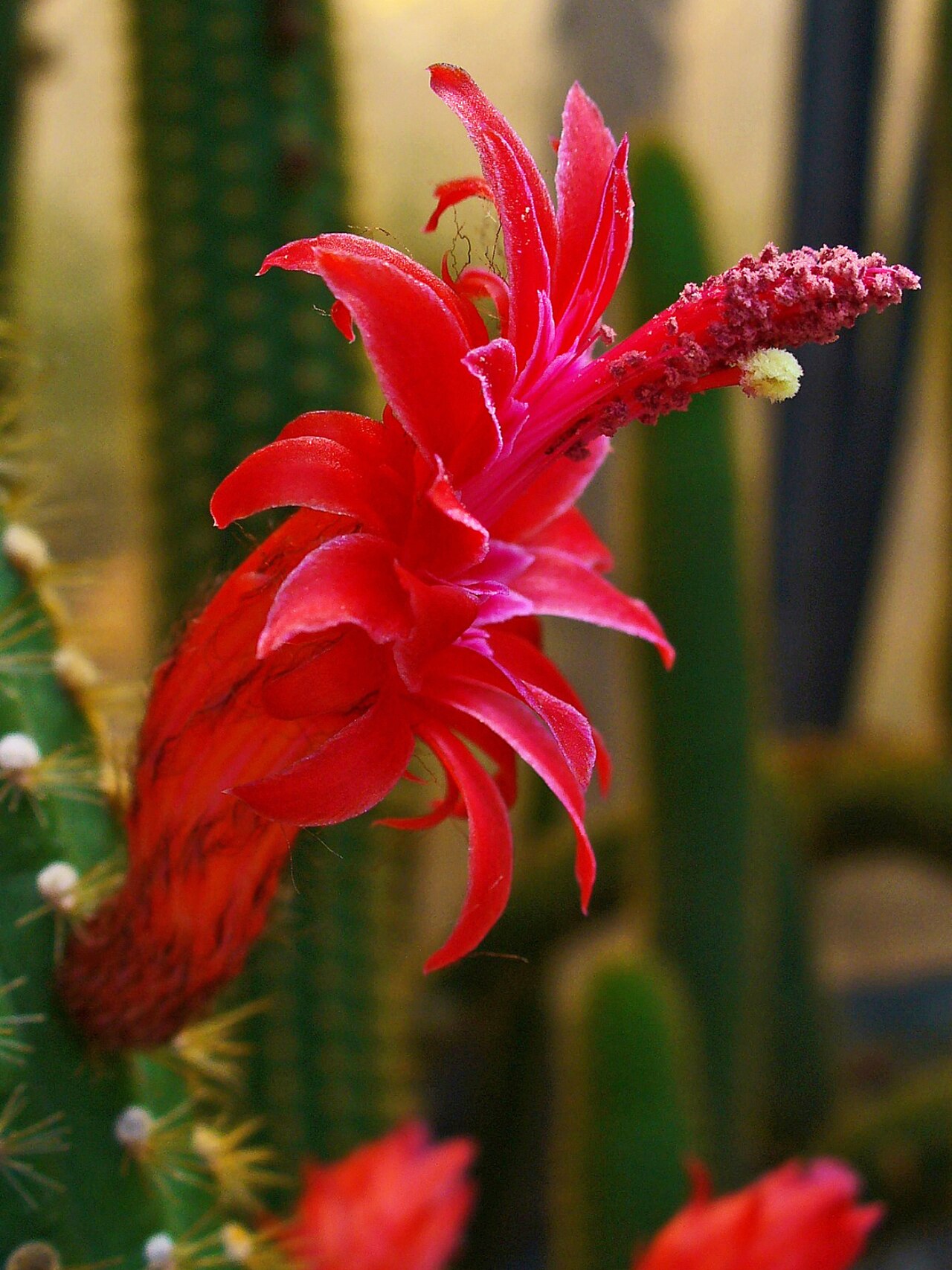 Cleistocactus samaipatanus: Cleistocactus samaipatanus , Cactaceae, flower; Botanical Garden KIT, Karlsruhe, Germany.