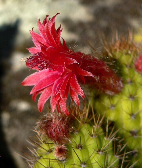 Cleistocactus samaipatanus: Cleistocactus samaipatanus at the University of California Botanical Garden , Berkeley, California
