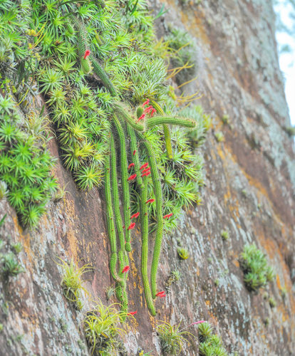 Cleistocactus samaipatanus (Cleistocactus samaipatanus)