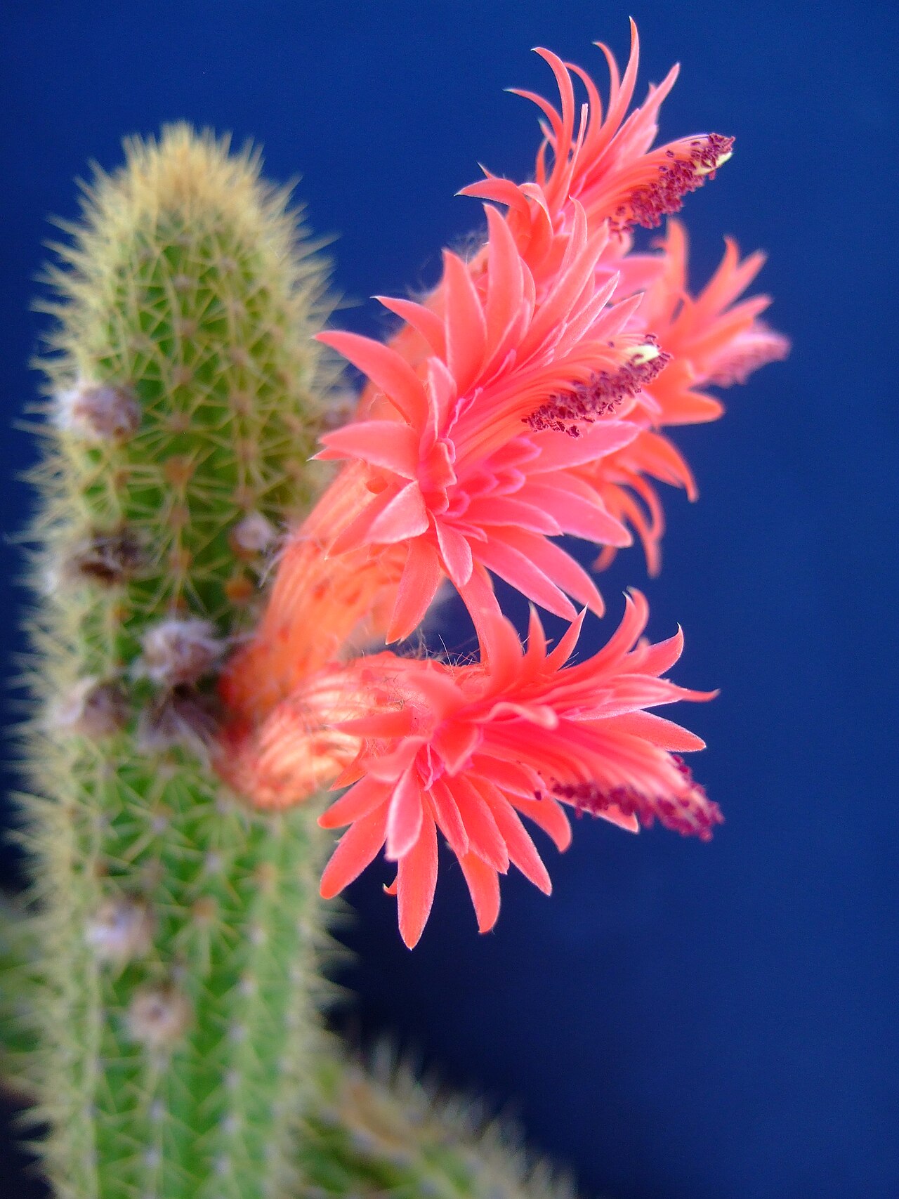 Cleistocactus samaipatanus: Cleistocactus samaipatanus