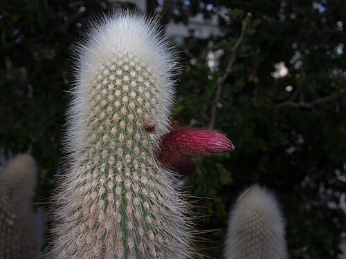 Silver torch cactus: Wooly torch ( Cleistocactus strausii ) at the New York Botanical Garden.