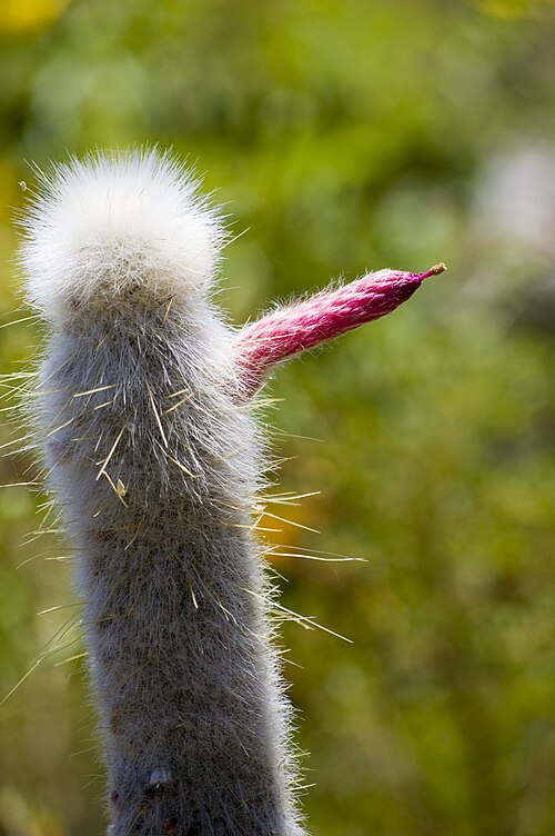 Silver torch cactus: An exotic specimen at the Arizona-Sonora Desert Museum in Tucson.